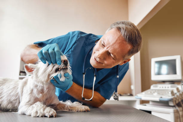 Best Pediatric Emergency Dentist in Val Verde Park, TX
